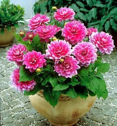 仙客来|想要养好球根花卉,这4点要注意,赶紧学起来,每年都可以开花