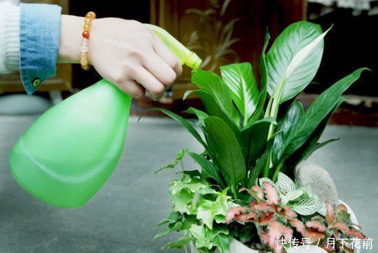 夏天养花,3种水不要浇,浇一盆死一盆,多数人不明原因