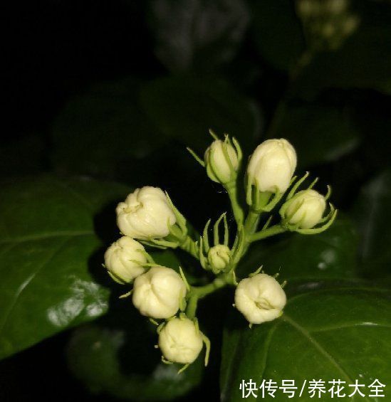 夏天|3种花特喜欢太阳,夏天晒晒长得旺,开花多多