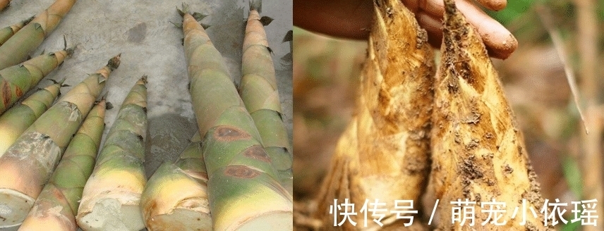 蔬菜|这六类蔬菜记得焯水后才吃,多数人都忽略,为了家人再懒也别做错