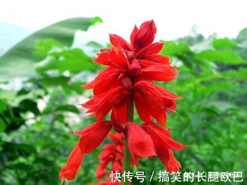 此花色泽鲜艳亮目,火一般的颜色十分喜庆,代表着恋爱的心