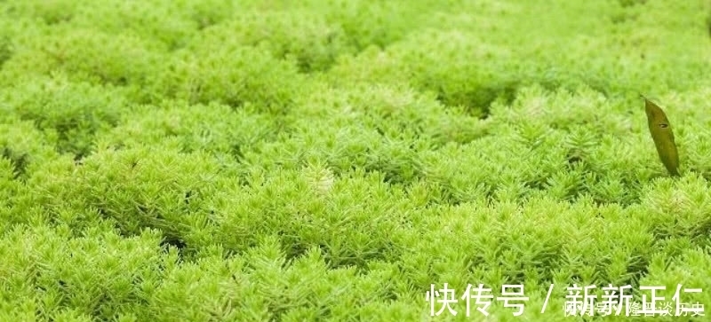 苔藓|袁枚最有哲理的一首诗,虽然我们很渺小,但也要活得比别人更精彩