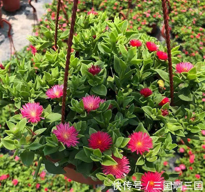 8种花“作用大”，香气满屋能泡茶，你养着花漂亮，花养着你健康