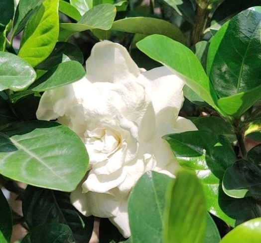 3种花,养护起来难度大,能养好的是大神,养不好才正常