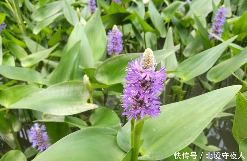紫色|一种开紫色小花的植物,乡村水塘里常见,您知道叫什么植物!