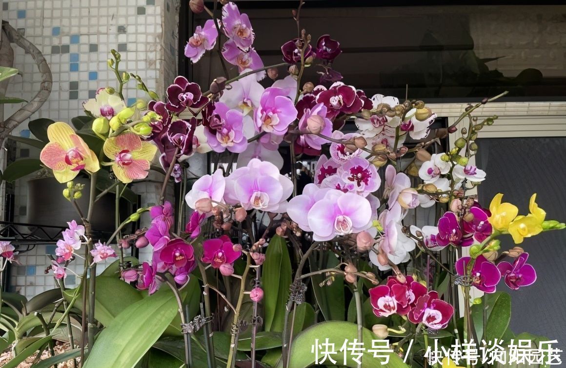 水苔|蝴蝶兰买回家，开完花以后，水苔换成植料，第二年还能接着开
