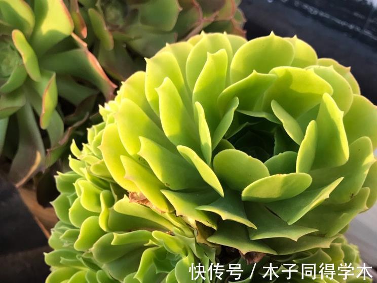 枝叶|养多肉绿羊绒,这些打理到位,爆头易,还能持久散发出花香