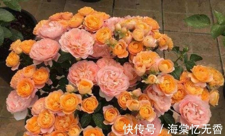 阳台上|此款花卉,好养易爆盆,沾点水就疯长,开花勤还爱爆盆,美