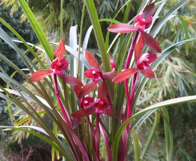 花香|这种兰花香气扑鼻，一杆双花，姿态优美，新手照样能养好