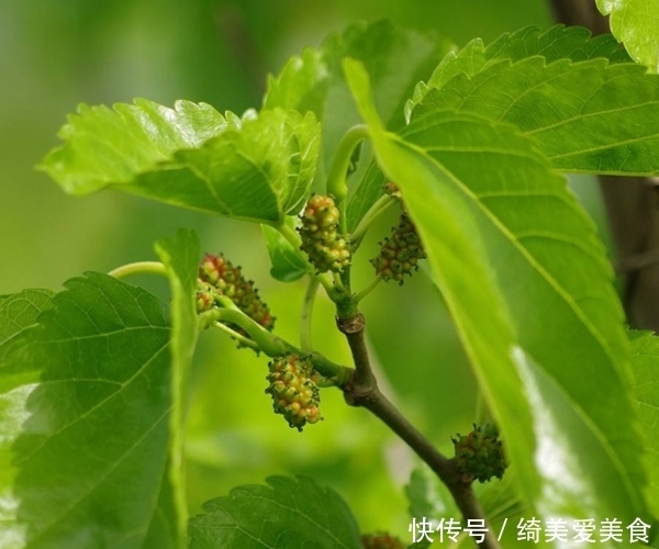 一“叶”治百病,用桑叶泡水喝,不仅降血糖,更有3大好处等着你