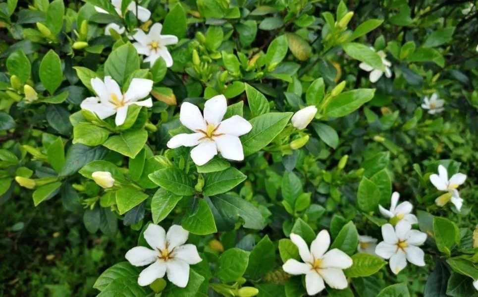 君子兰|越穷越要养的“3大镇宅花”,既养人又运财,图4养好值不少钱