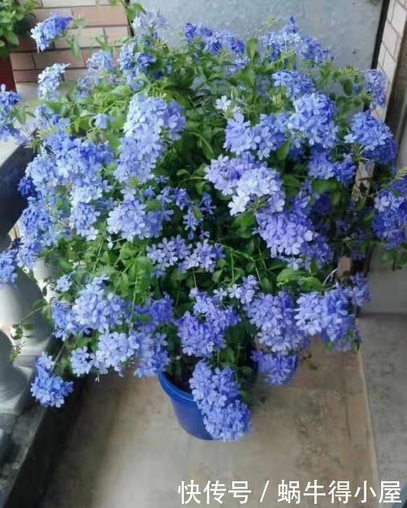 此3种花，花多易爆盆，春天只要种上1种，家里变成大花园