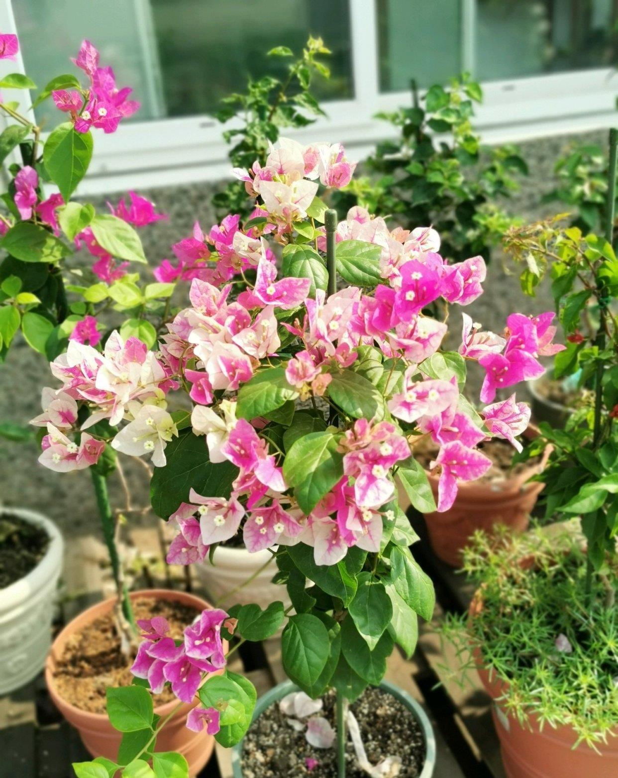 蟹爪兰|八月适合入手“6种花”,好养又漂亮,天气转凉更利于开花