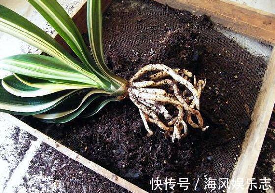 有机肥|养花用什么土好这样“用土”,土不板结,茁壮生长,开花很旺