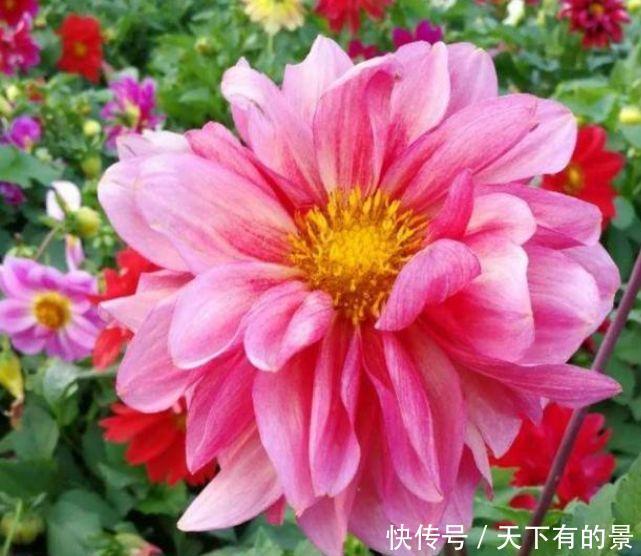 3种神奇花,给点阳光就灿烂,开完一茬接一茬,人见人爱!