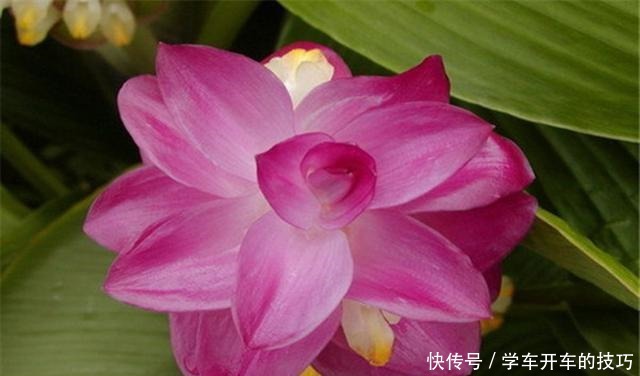 种一盆会开花的姜,耐热又好养,还一开就一个夏天!