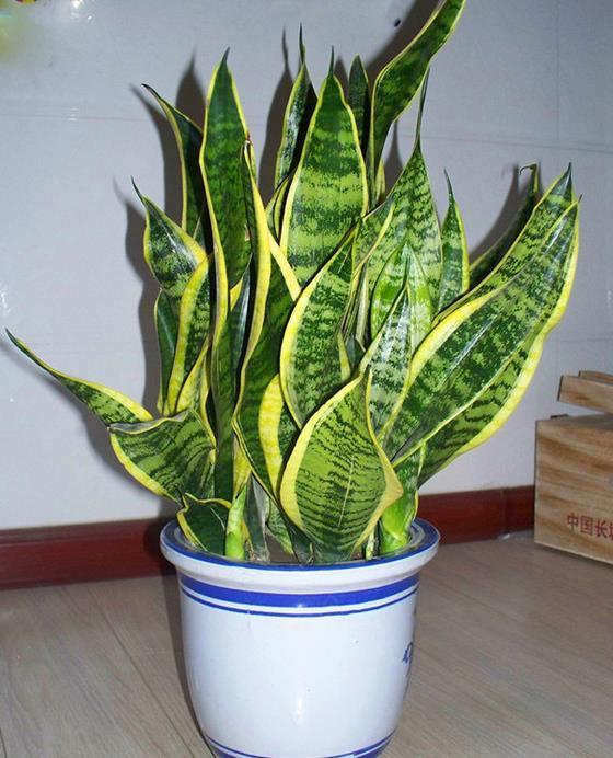 颜色|虎皮兰如何度夏？有2点很关键，叶子颜色更好看，每年都爆盆