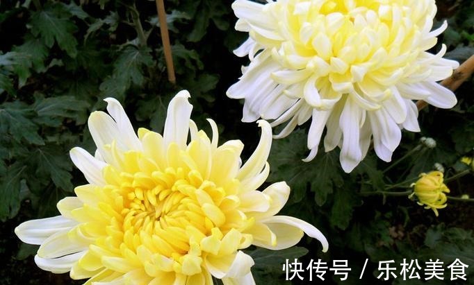喜欢菊花,就养“菊中珍品”黄莲羹,花色妖艳美丽,造型独特优雅