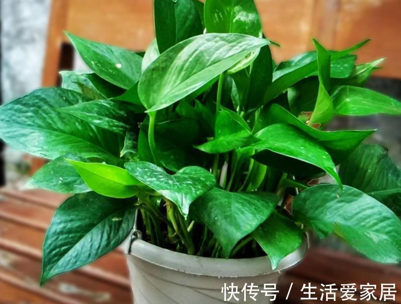 万能肥|香蕉皮:绿叶的“清洁剂”,养根壮土的“万能肥”