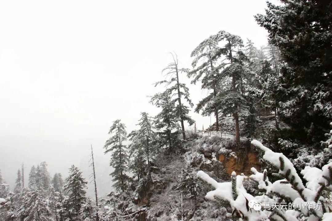 雪落贵清山|图胜千言| 雪落