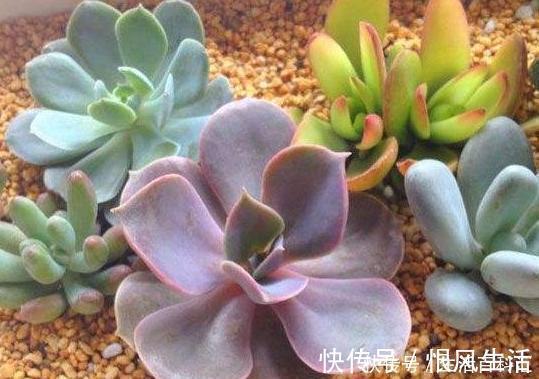 这3款多肉,叶片粉嫩嫩,自带少女风,居家盆栽看着真撩人