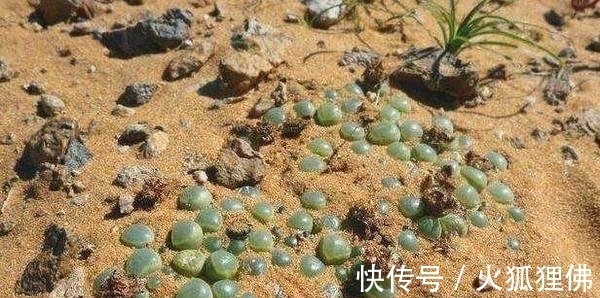 导游|中国游客去南非，看到地上有很多“玉石”，导游提醒：不要伸手捡