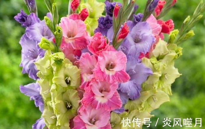 这5种花爱“生崽”,今年种一棵,来年变“一堆”,好养又省钱!