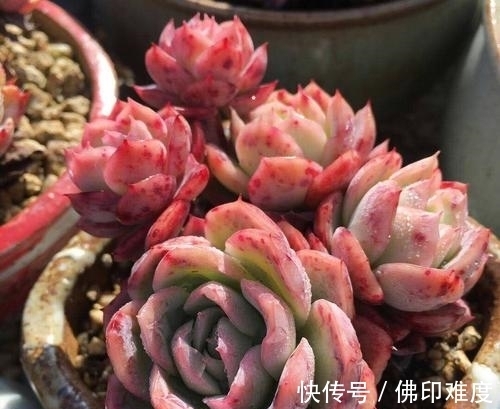 多肉植物|家里养多肉植物，掌握4个要点，立马变精神，叶片饱满上色美！