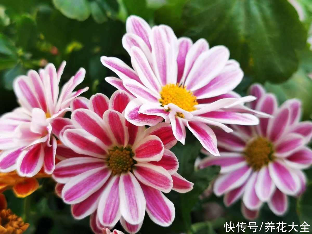 养花高手的5个好习惯，千万别小看，植物特别受用