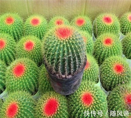 郁金香|十大不能家养的植物 最香的花可以导致神经衰弱