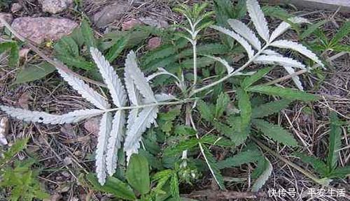 野菜|这种野草全身都是宝，嫩茎是野菜根部能生吃，价值高你见过吗？