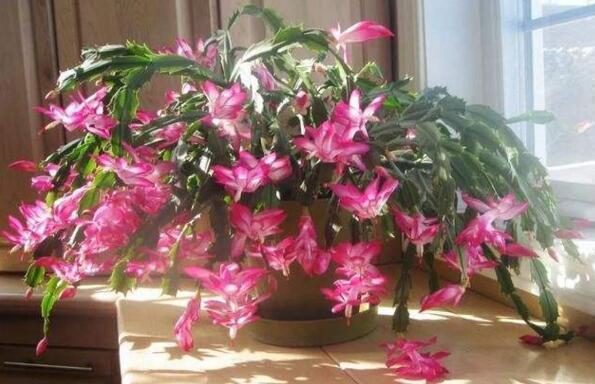 叶子|张大妈养蟹爪兰，只摆“这里”，再喂点“它”，叶子利如“刀”！