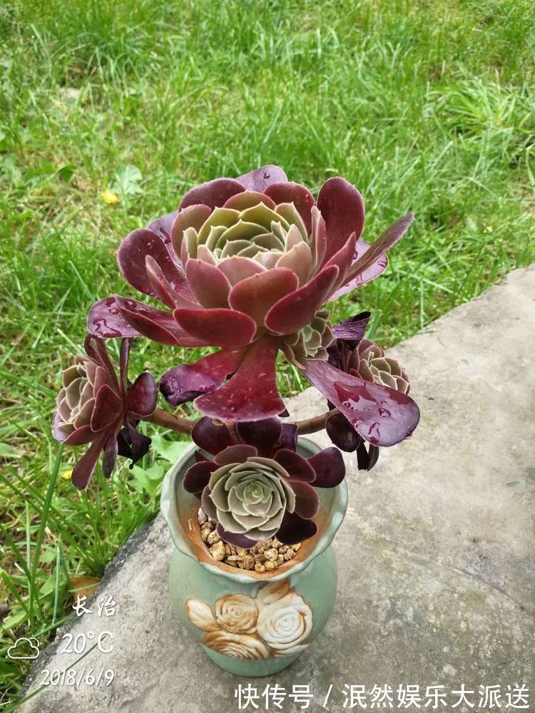 蚧壳虫|为肉痴狂!多肉植物也会用最美的容颜报答我们的勤劳付出!