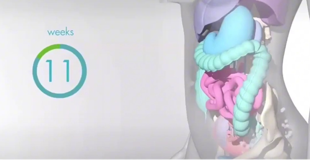 怀孕|怀孕之后,胎儿把妈妈的内脏挤到哪去了十张高清图带你了解