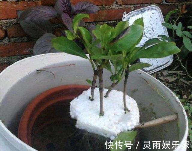 花卉|夏天养1种花，剪“1根枝条”，用来扦插9天生根，来年开花！