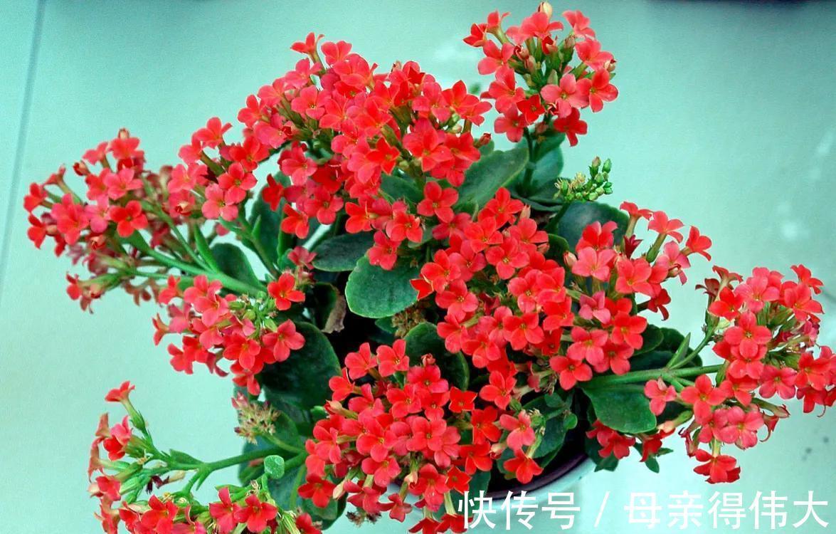 花友|喜欢红色长寿花,就养这3种,红火喜庆寓意好,很适合做年宵花