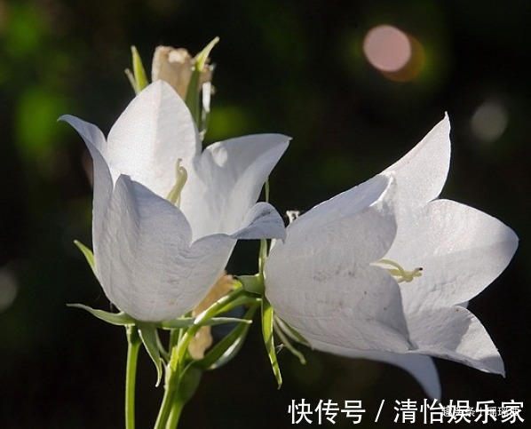 风铃草#此花花色明亮素雅，给人一种十分温暖的感觉，表达着温暖的爱意