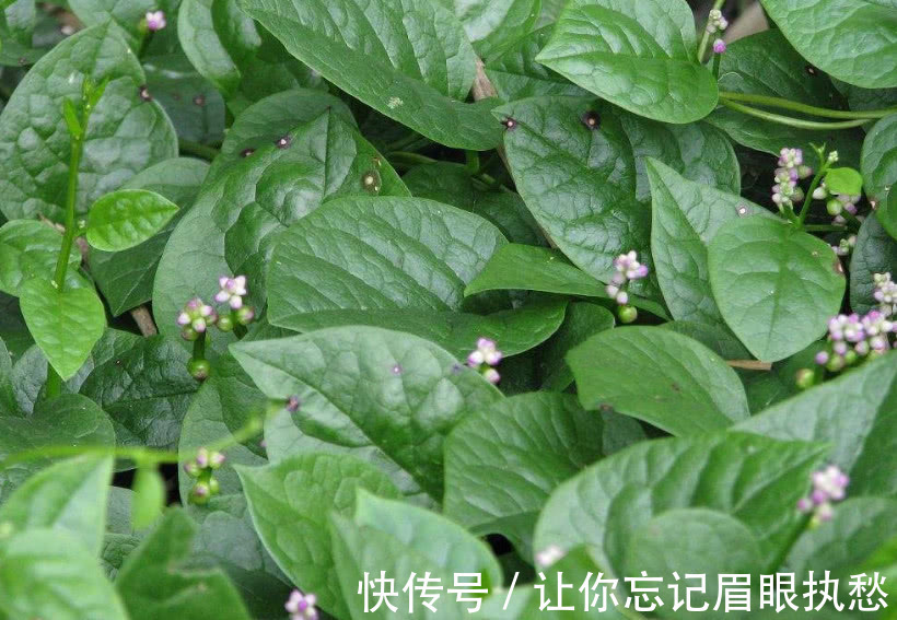 落葵|农村人管它叫“豆腐菜”,摘了煮汤味道一绝,不仅能吃还是好药材