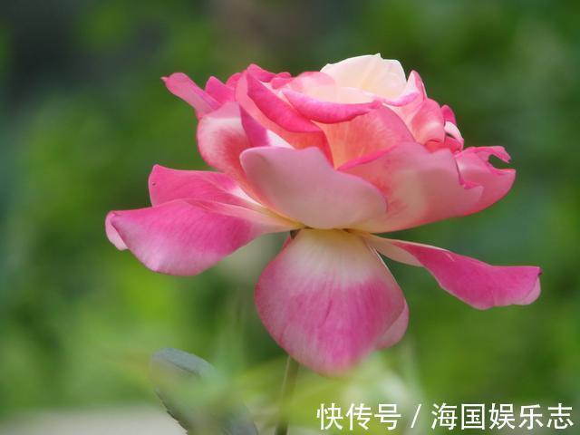 遮阳网|抵不住高温花卉全死了,那就剪成“秃秃花”,1个月又重新长爆盆