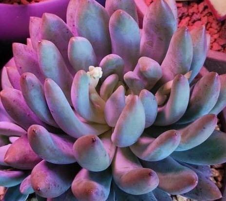 养分|以所罗门多肉为例,浅谈多肉植物开花后花剑剪或留,答案都在这里