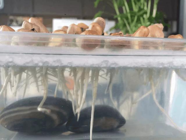 丢一把种子到水里，7天冒出小森林，越热越长个！绿植盆栽不用买