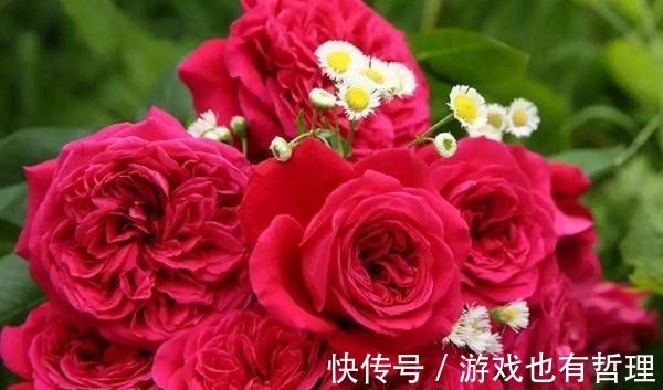 花朵|30个浓香月季品种,你喜欢哪一种养一棵满院飘香!