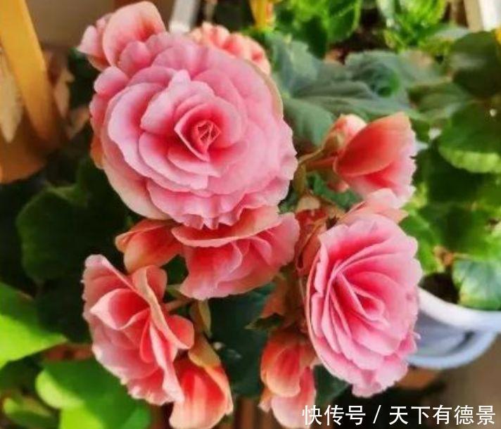 养花试试这几款，花开繁盛花香怡人，养家里，满屋香飘上“档次”