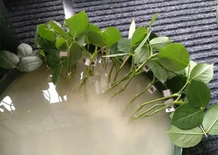 水杨酸|它是天然“生根剂”,给花浇一点,根系壮猛发芽!