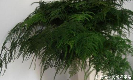 修剪|文竹如何修剪简单“1招”,新芽不断冒,株型漂亮,茁壮茂盛