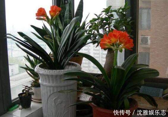营养物质|君子兰长得慢、不开花2种肥扔盆里，注意几点，轻松开爆盆