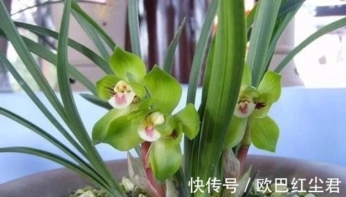 浇水|这款兰花有着“春兰皇后”之美誉,花型新奇,花苞浓香,易养活