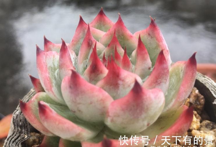 叶展|多肉吉娃娃株型小巧，单头最多10厘米左右，想翻盆秋天正是时候