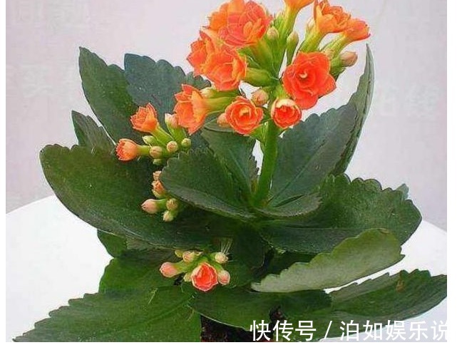 翻倍|长寿花这样修剪，剪一盆旺一盆，枝叶翻倍蹭蹭长，每年开花都爆盆