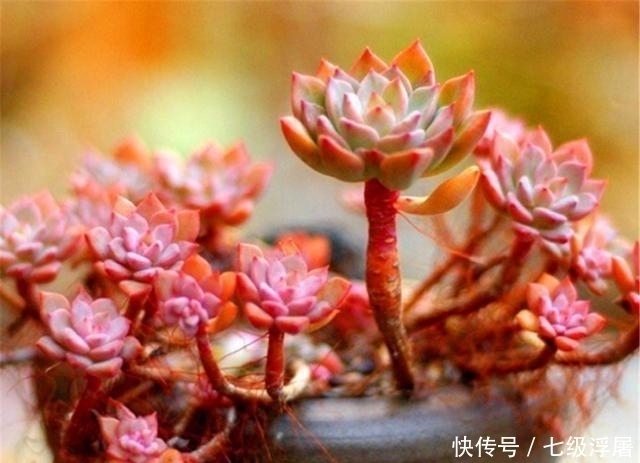 新手养多肉,牢记5大原则,减少烂根烂叶,叶片精致可爱